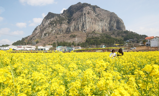 Canola flowers fully bloom near Sanbangsan, a vocanic mountain in Seogwipo, southwest coast of Jeju Island on March 7. [NEWS1] 
