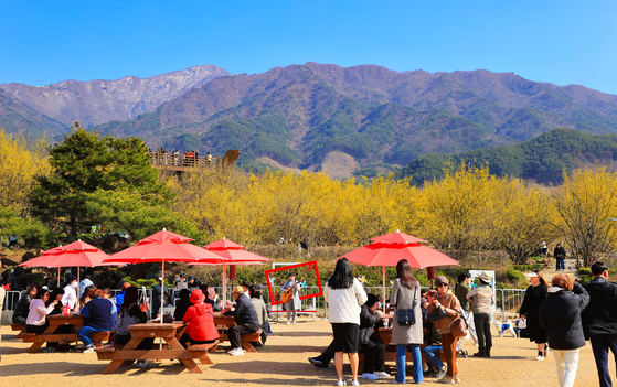 The Gurye Sansuyu Festival is slated to run from Mar. 28 to 30 this year in Gurye County, South Jeolla. [GURYE SANSUYU FESTIVAL COMMITTEE]