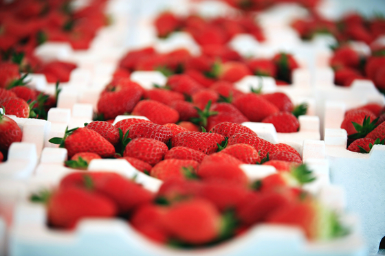 Strawberries from Nonsan are the specialty of the region, known to be sweet due to their growing conditions, ample sunlight and soil. [NONSAN STRAWBERRY FESTIVAL]