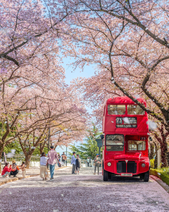 The theme park Eworld in Dalseo District, Daegu holds this year's cherry blossom event ″Eworld Blossom Picnic″ from Mar. 15 to Apr. 6 this year. [EWORLD]