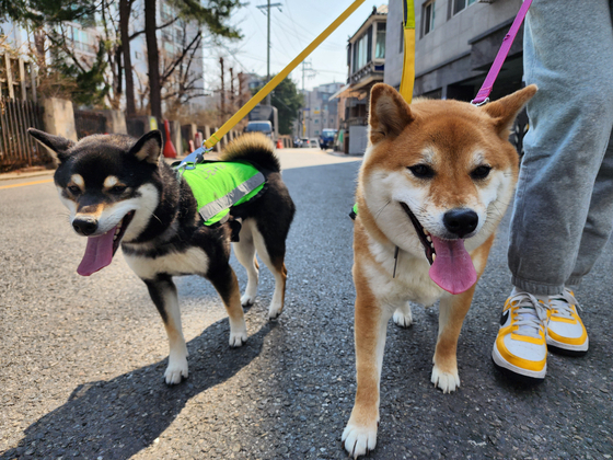 Go-deok, left, and Deok-cheon patrol the alleyways of Cheonho-dong in Gangdong District, eastern Seoul, as part of the Seoul Metropolitan Government’s Dog Patrol Program. [GANGDONG DISTRICT OFFICE] 