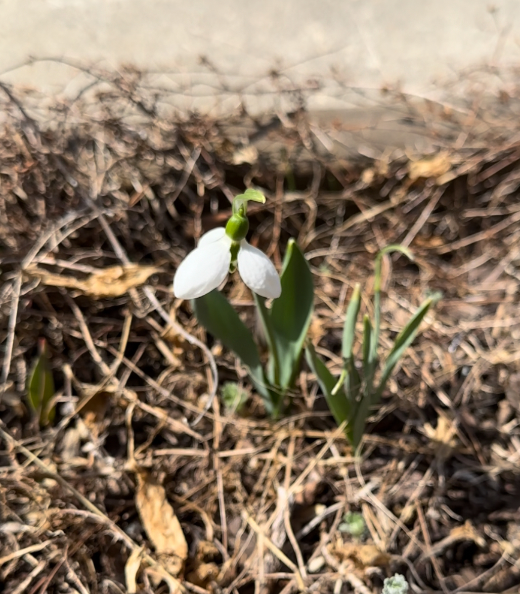 Snowdrops are spring flowers native to temperate regions of Western Europe. [OH KYUNG-AH]