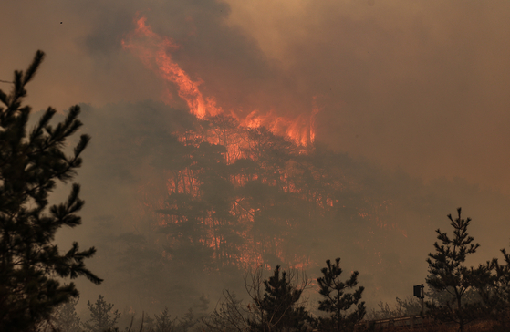 Flames rise in Uiseong, North Gyeongsang, on March 24 as strong winds fuel a wildfire burning for a fourth consecutive day. [YONHAP]
