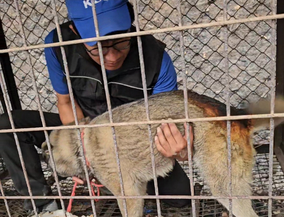 An animal rescue worker examines a dog found with burn injuries at the wildfire site in Uiseong County, North Gyeongsang, on March 23. [LUCY’S FRIENDS]