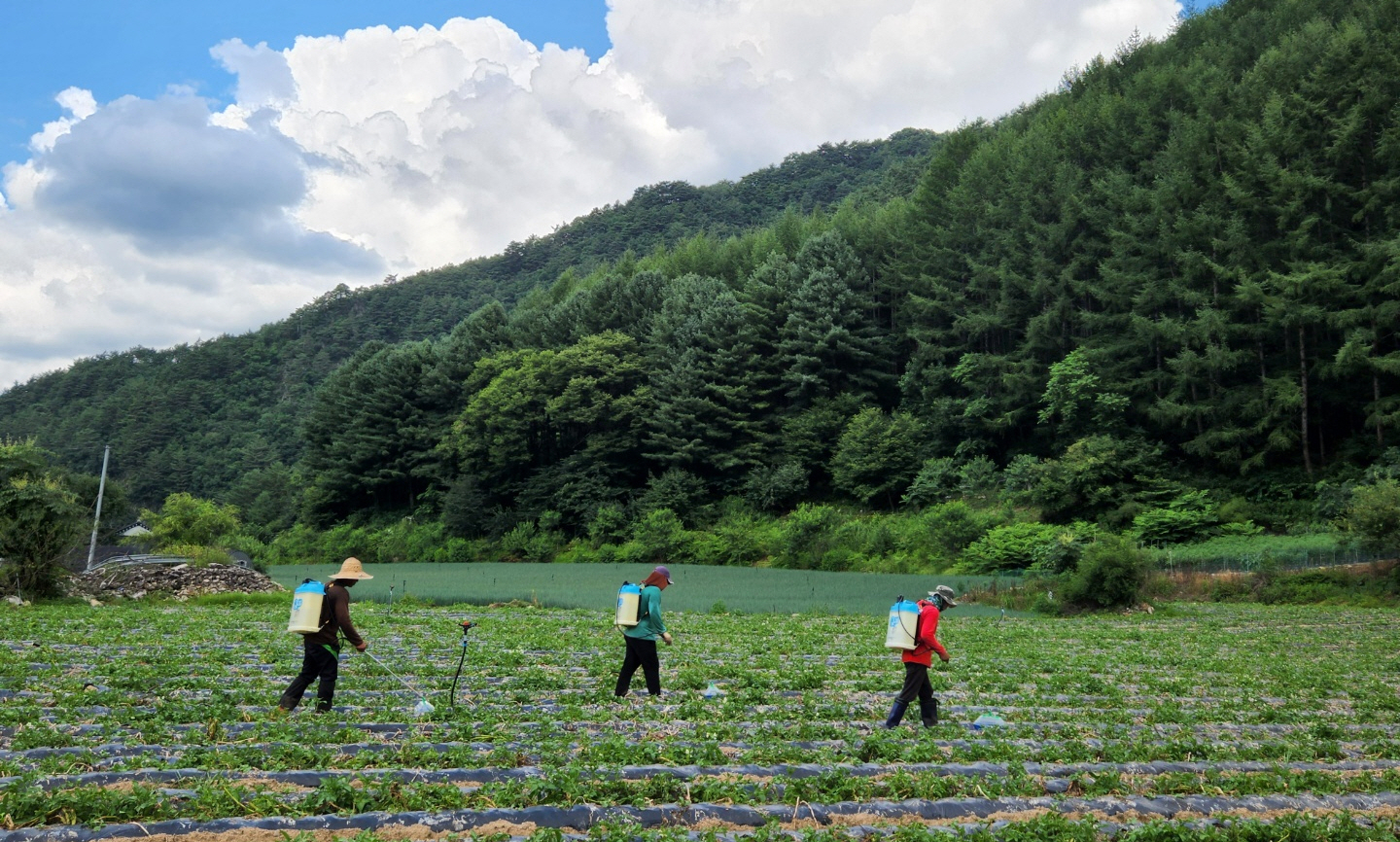 Migrant workers at a farm in Hongcheon County, Gangwon on July 27, 2022. [JOONGANG ILBO]