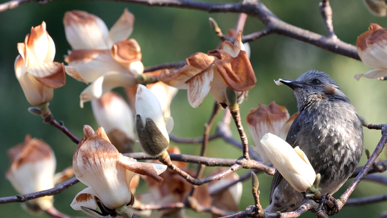 A magpie eats intact petals from among magnolia flowers that were damaged by the sudden cold snap in a park in Uijeongbu, Gyeonggi, on March 31. [YONHAP]