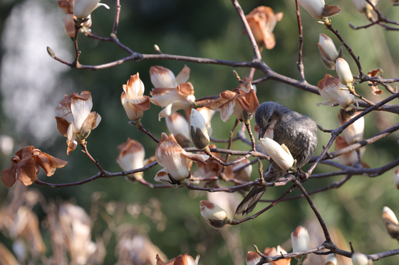 A magpie eats intact petals from among magnolia flowers that were damaged by the sudden cold snap in a park in Uijeongbu, Gyeonggi, on March 31. [YONHAP] 