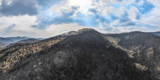 Mountain ridge in Uiseong County, North Gyeongsang, on March 28 [YONHAP]  