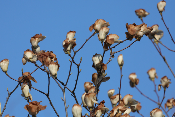 Magnolia flowers are seen turned brown due to cold damage from the sudden cold snap at a park in Uijeongbu, Gyeonggi, on March 31. [YONHAP]