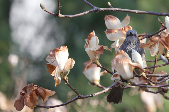 A magpie looks for intact petals among magnolia flowers that were damaged by the sudden cold snap in a park in Uijeongbu, Gyeonggi, on March 31. [YONHAP]