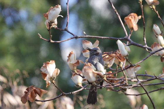 A magpie eats intact petals from among magnolia flowers that were damaged by the sudden cold snap in a park in Uijeongbu, Gyeonggi, on March 31. [YONHAP]