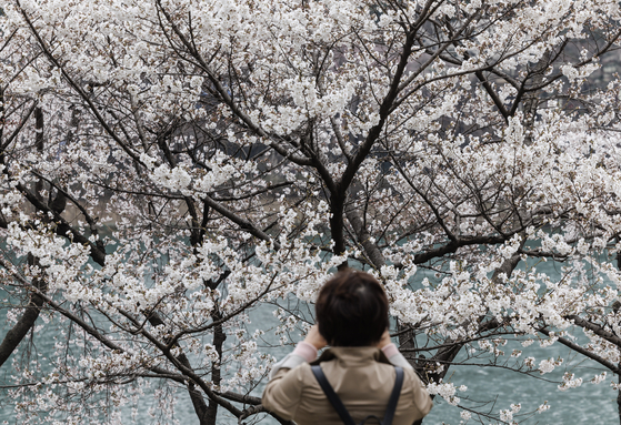 A woman takes a photo of the first cherry blossoms blooming at Seokchon Lake in Songpa District, southern Seoul, on April 2. The annual Seokchon Lake Cherry Blossom Festival runs through Sunday. [YONHAP]