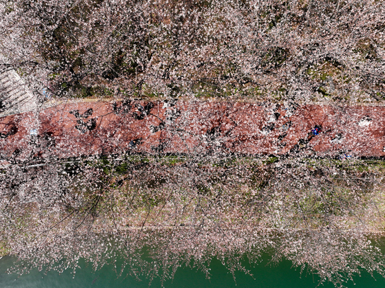People enjoy the cherry blossoms in Seokchon, southern Seoul, on April 6. [YONHAP]