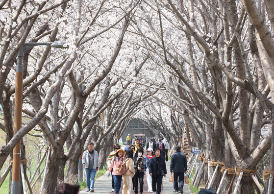 People take a walk in Daejeo Ecological Park in Busan during a spring festival on April 4. [YONHAP] 