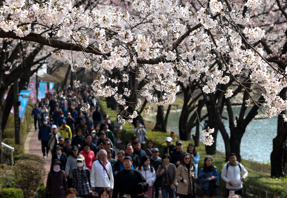 People enjoy the cherry blossoms in Seokchon, southern Seoul, on April 6. [YONHAP]