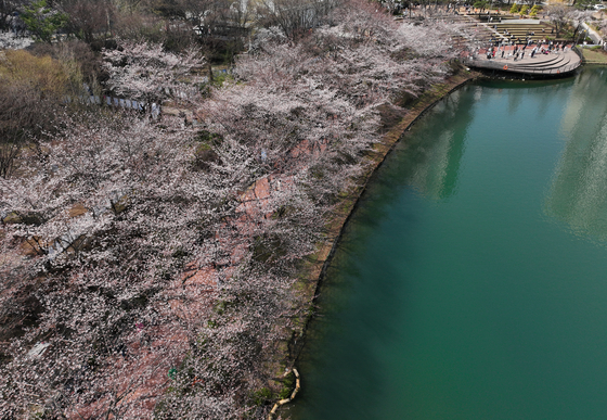 People enjoy the cherry blossoms in Seokchon, southern Seoul, on April 6. [YONHAP]