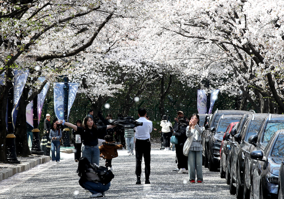 Cherry blossoms in full bloom in Daegu on April 6 [NEWS1]