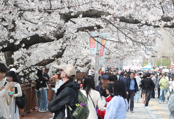 The cherry blossom festival held in Cheongju, North Chunghcheong, from April 4 to 6 [CHEONGJU CITY]