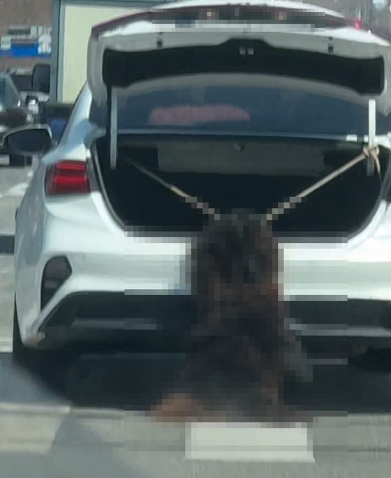 A large dog, appearing to be a Chow Chow, is seen dangling motionless from a rope attached to a trunk of a white car in Dangjin, South Chungcheong, on April 6. [YONHAP]