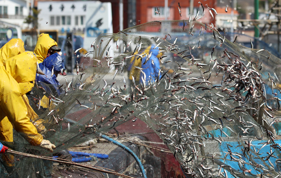 Fishers remove freshly caught spring anchovies from their nets at Daebyeon Port in Gijang-gun, Busan, on April 7. [NEWS1]