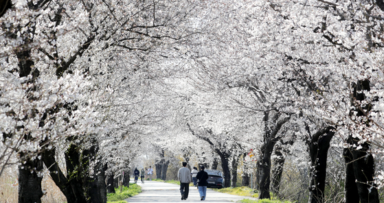Cherry blossoms in full bloom in Wanju, North Jeolla, on April 6 [NEWS1]