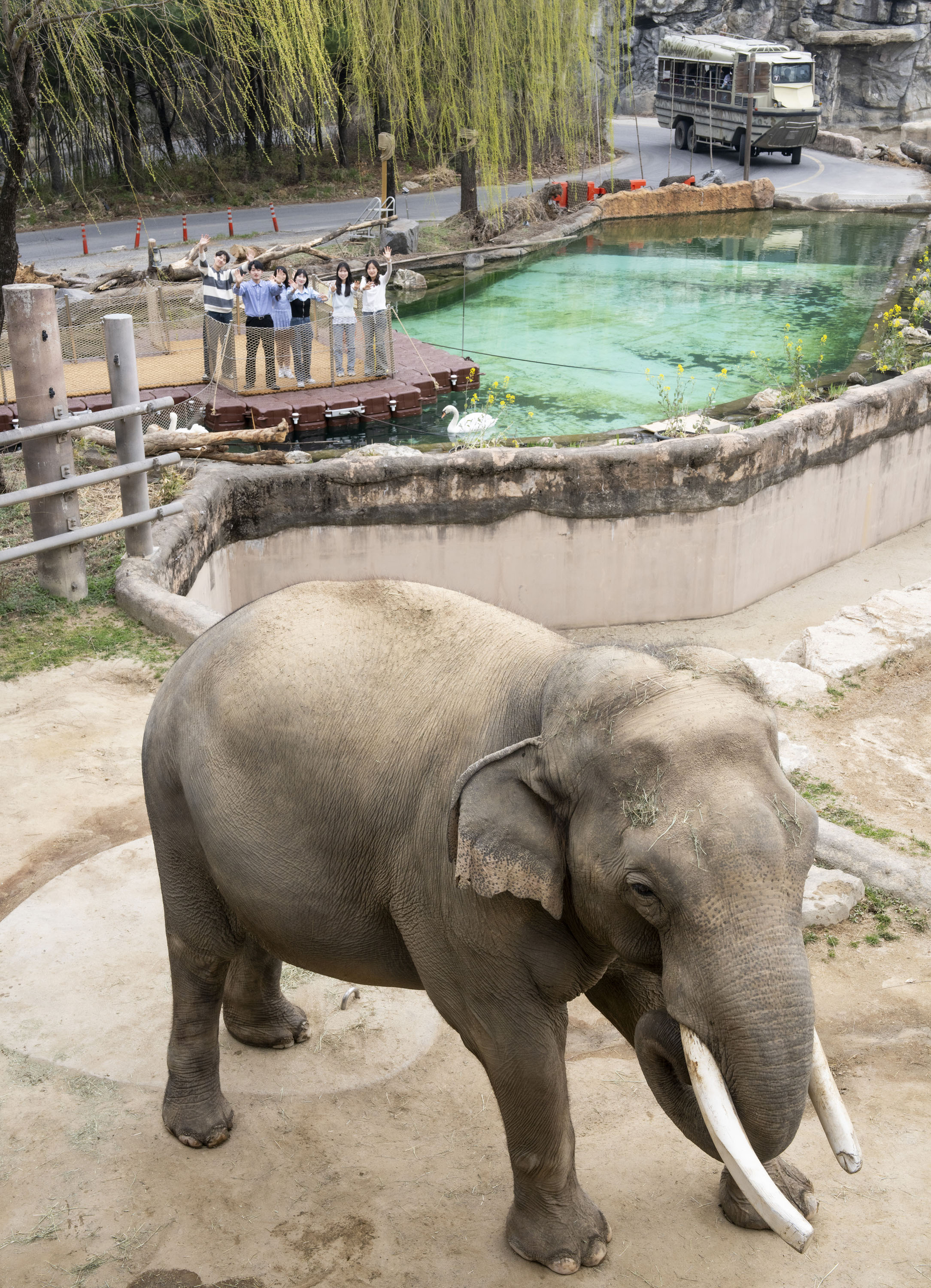 An elephant is seen during River Trail Adventure at Everland in Yongin, Gyeonggi. [SAMSUNG C&T]