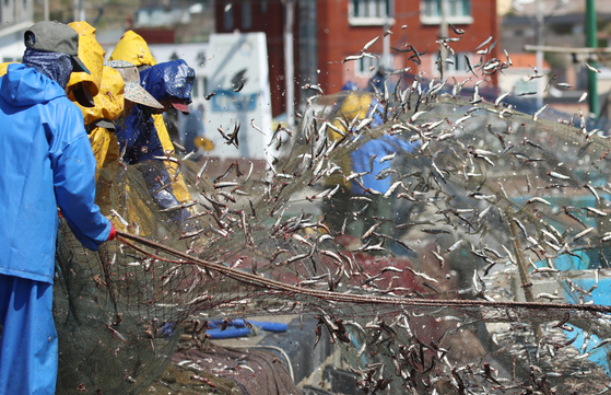Fishers remove freshly caught spring anchovies from their nets at Daebyeon Port in Gijang-gun, Busan, on Monday. The Gijang Anchovy Festival, one of Busan's best-known spring festivals, was canceled last year due to aging fishing village workers and financial issues, but it has been resumed this year and will be held for three days from April 25 to 27 at Daebyeon Port.