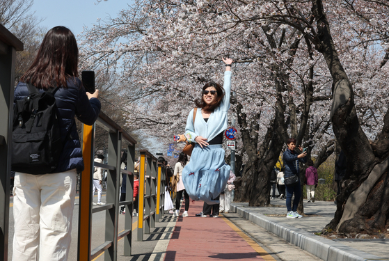 Tourists take pictures at the Cherry Blossom Festival held in Yeouido in western Seoul on April 7. [NEWS1]