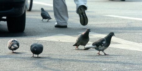 Pigeons are seen on a street in Seoul. [JOONGANG PHOTO]