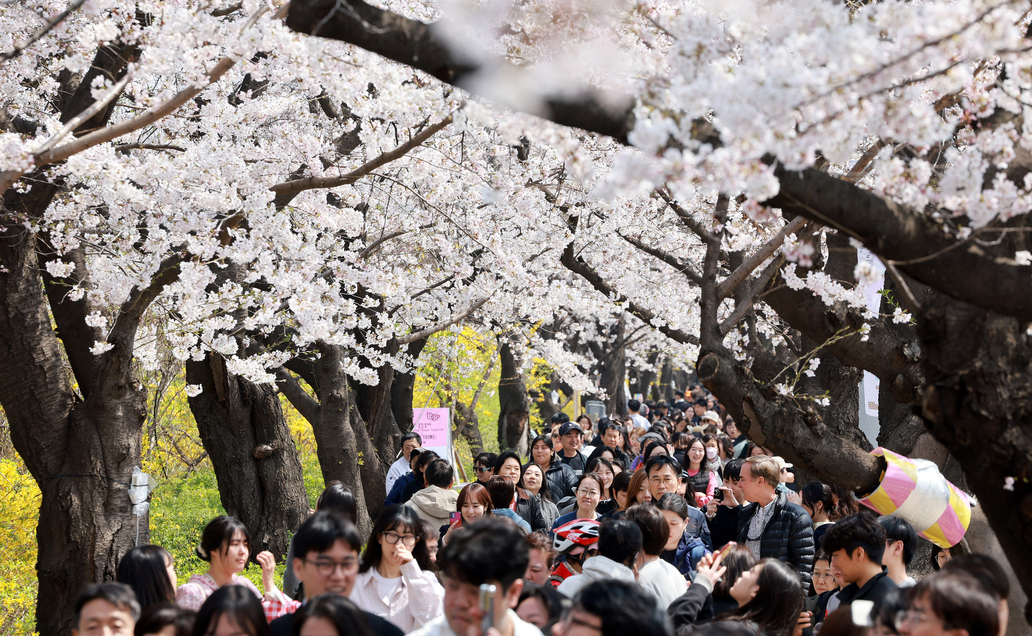People visit the annual Yeouido Spring Flower Festival in Yeongdeungpo District, western Seoul, on April 8. [NEWS1] 