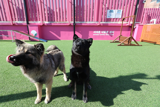 Dogs at a pet care shelter in western Seoul on Feb. 24 [YONHAP] 