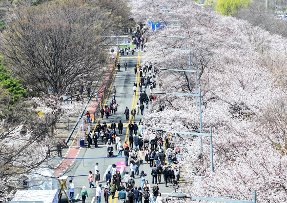 People visit the annual Yeouido Spring Flower Festival in Yeongdeungpo District, western Seoul, on April 8. [NEWS1]