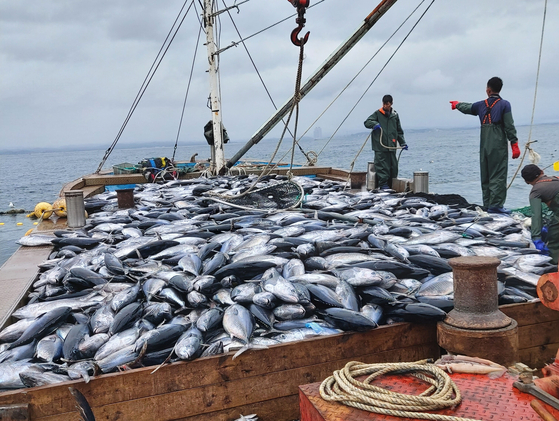 Pictured are tuna caught in the East Sea, near Gangneung, Gangwon. The fishermen are unloading the caught tuna back into the sea because they have fished over the set quota. [JOONGANG PHOTO]