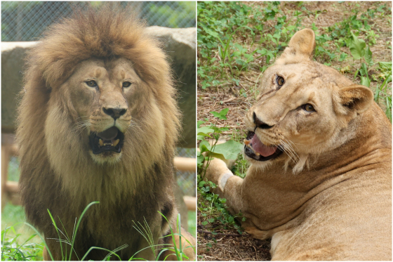 Barami, left, and his daughter, Gureumi [YONHAP]