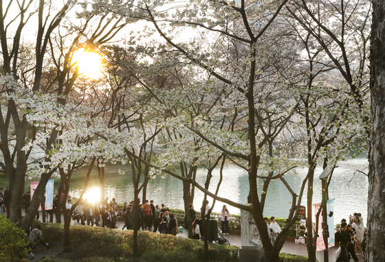 Cherry blossoms are in full bloom at Seokchon Lake in Songpa District, southern Seoul, on April 8. [NEWS1] 