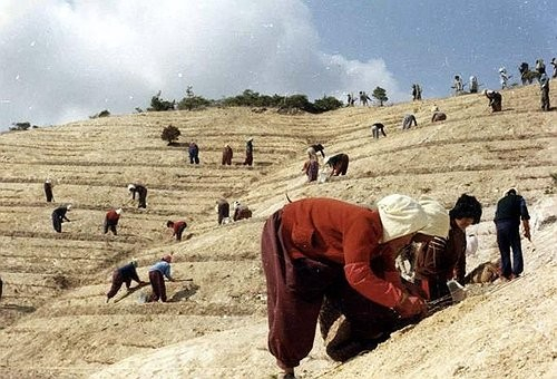 Koreans participated in reforestation efforts near Yeongil Bay from 1973 to 1977, as seen in this undated photo. [KOREA HERITAGE SERVICE]