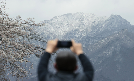 A tourist takes a photo of cherry blossoms and snow-covered Mount Namdeogyu with a phone in Hamyang County, South Gyeongsang, on April 13. [YONHAP]