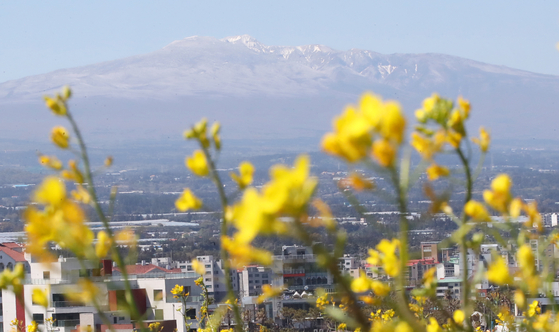 Mount Halla is seen in the background with bright-yellow rapeseed bloomed in Jeju Island on April 15. [NEWS1]