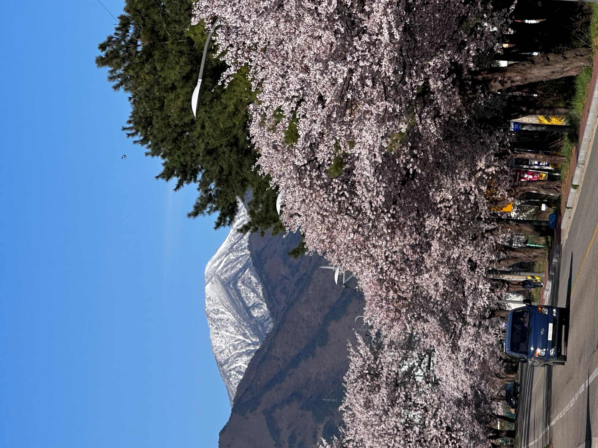 A view of the cherry blossoms in full bloom along the cherry tree-lined path in Seorak-dong, Sokcho, Gangwon Province. [OH KYUNG-AH]
