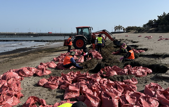 Local clean-up crews from Jeju City collect large amounts of seaweed washed ashore at Iho Beach in Jeju on April 16. [YONHAP]