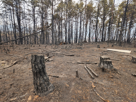 A pine forest on a mountain in Andong, North Gyeongsang, that was burned down by a wildfire [KIM JUNG-SEOK]