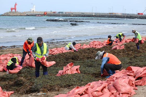 Local clean-up crews from Jeju City collect large amounts of seaweed washed ashore at Iho Beach in Jeju on April 16. [YONHAP]