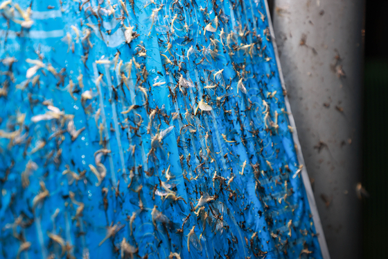 Oriental mayflys, known as ″tinkebells″ [NAMYANGJU CITY GOVERNMENT]
