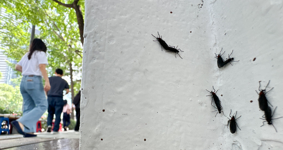 Red-backed hairy flies, known as ″lovebugs,″ are seen on a street in Seoul on July 20, 2024. [NEWS1]
