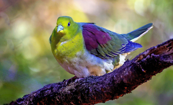 A rare bird seldom seen in Korea, the white-bellied green pigeon, was spotted at Ulsan Grand Park on Feb. 19. [NEWS1]