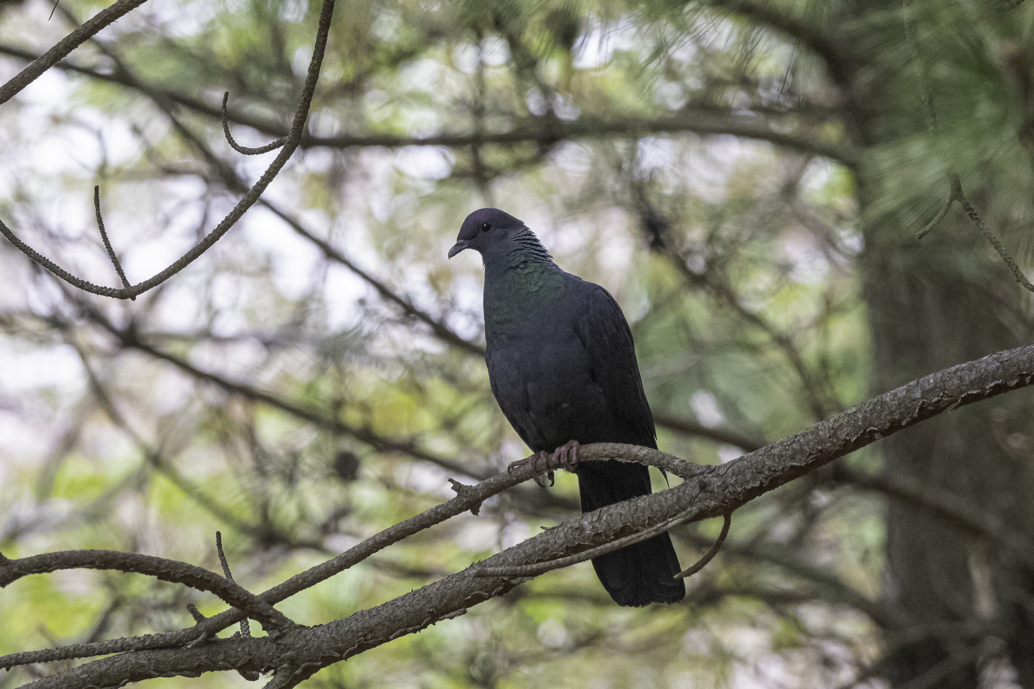 A black wood pigeon, an endangered species, was recently spotted along the Ulsan coast. Hong Seung-min, head of the birdwatching group ″Tweet-eria,″ succeeded in photographing the bird. [ULSAN CITY GOVERNMENT]