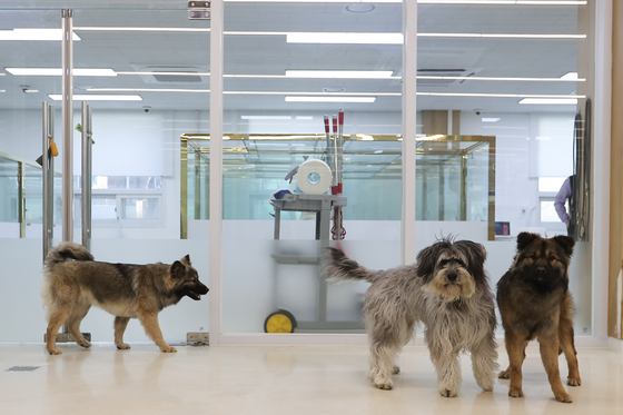 Pet dogs are seen at a temporary sitting center in Seodaemun District, western Seoul, on Feb. 24, 2024. [YONHAP] 