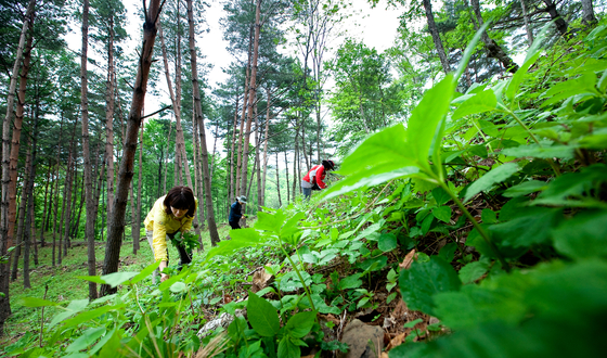 Yeongyang County in North Gyeongsang holds a wild green festival featuring local seasonal produce. [JOONGANG ILBO]