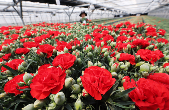 An employee prepares carnations for shipment ahead of Family Month in May at a flower farm in Yongin, Gyeonggi, on April 24. [YONHAP]
