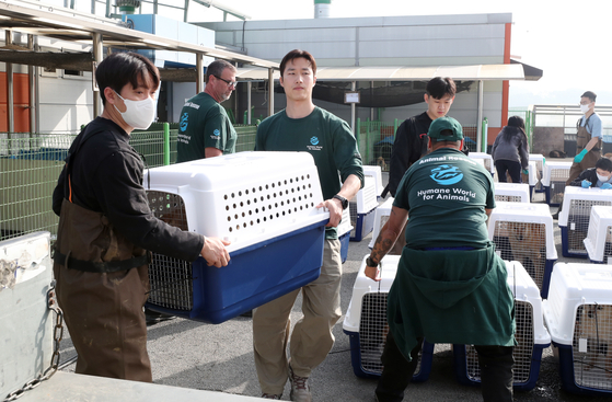 Workers from the Cheongju city government and Humane World for Animals transport dogs rescued from an illegal dog farm in Cheongju, North Chungcheong, on May 8. [YONHAP] 